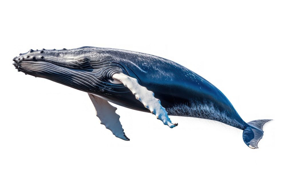  Whale animal mammal fish. AI generated Image by rawpixel.