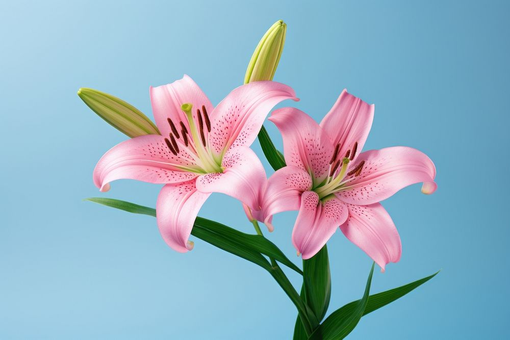 Two pink lily blossom flower plant. AI generated Image by rawpixel.