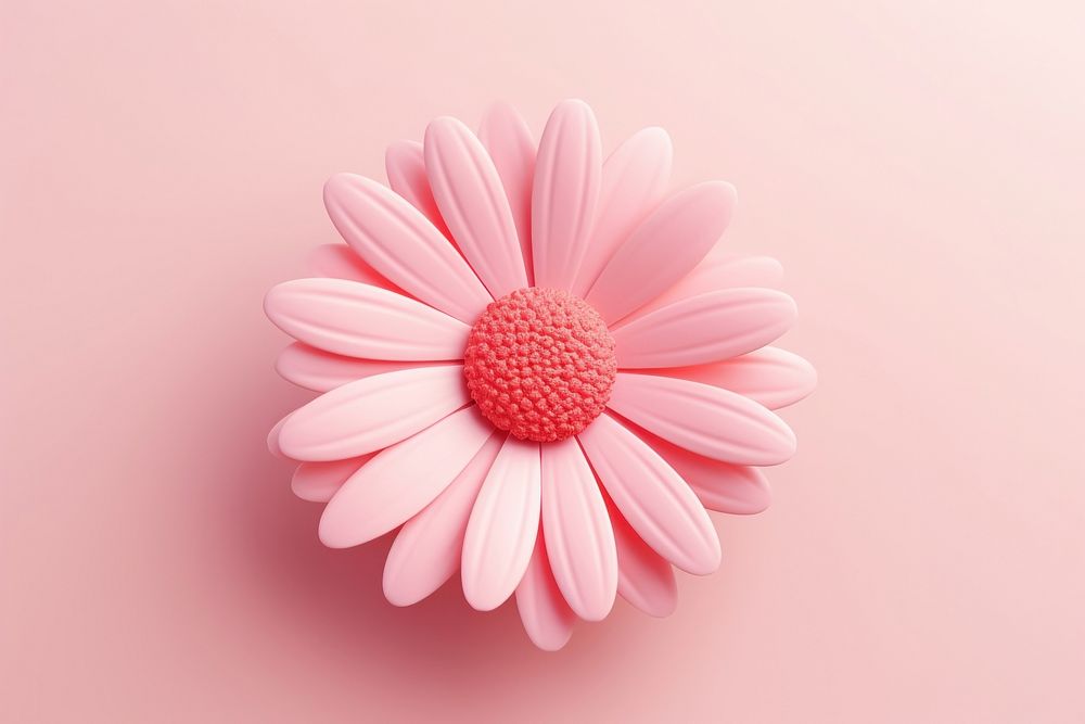 Pink daisy flower petal plant.