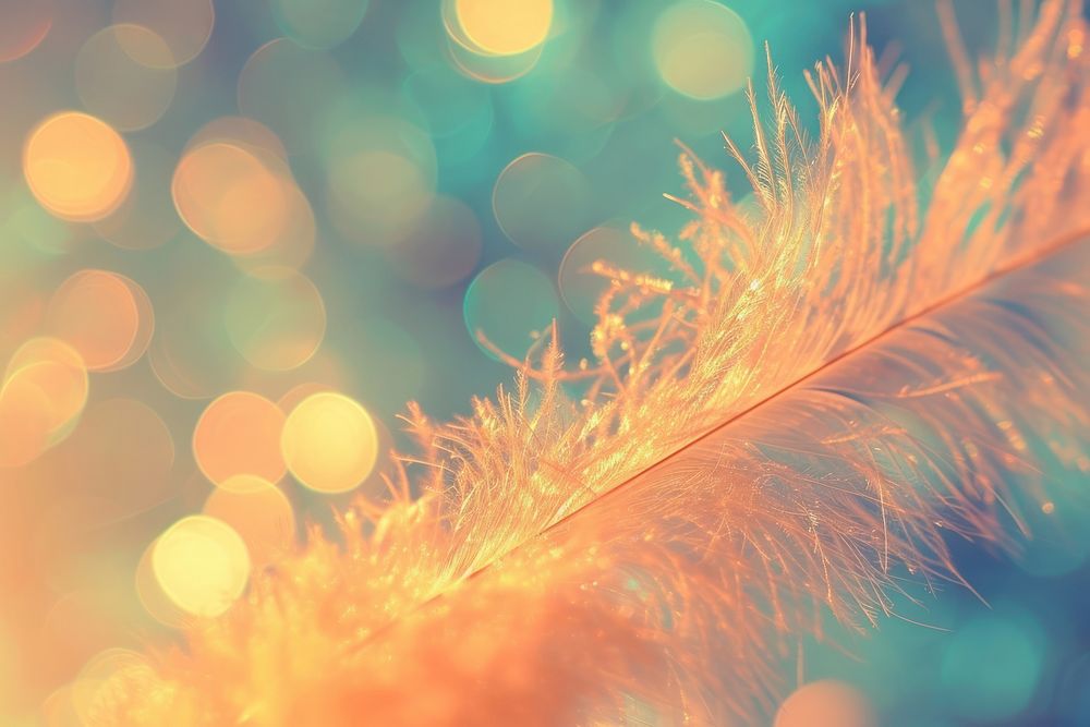 Feather pattern bokeh effect background light backgrounds outdoors.
