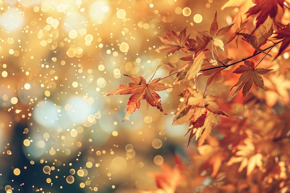Maple leaf pattern bokeh effect background backgrounds sunlight autumn.