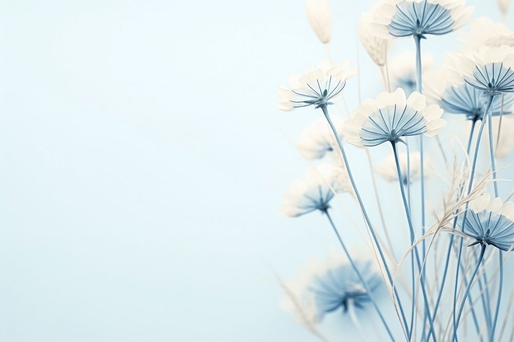 Dried blue flower background backgrounds dandelion outdoors.