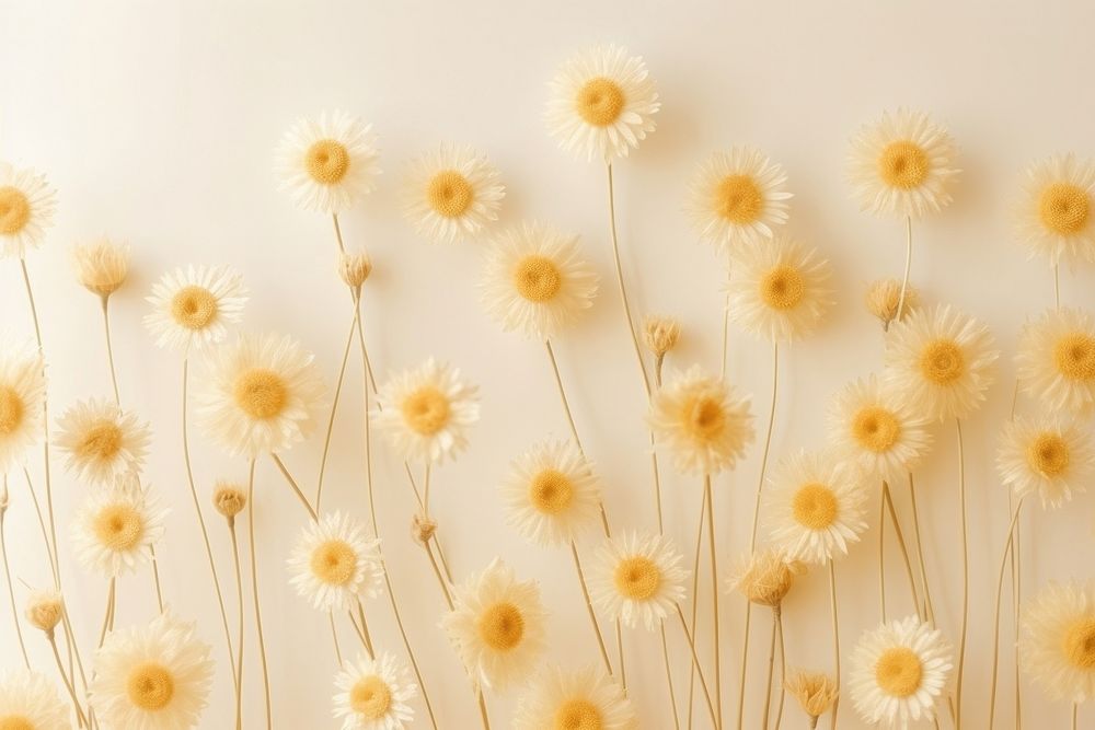 Dried daisy background backgrounds dandelion wallpaper.