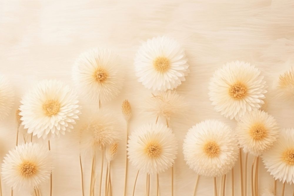 Dried daisy background backgrounds flower petal.