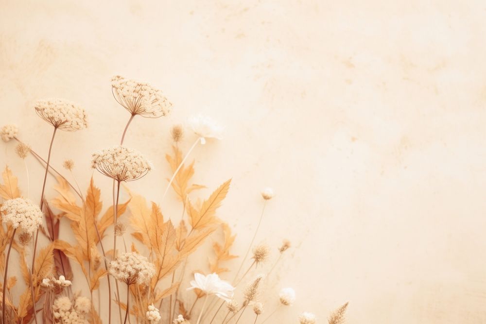 Dried flowers background backgrounds outdoors plant.