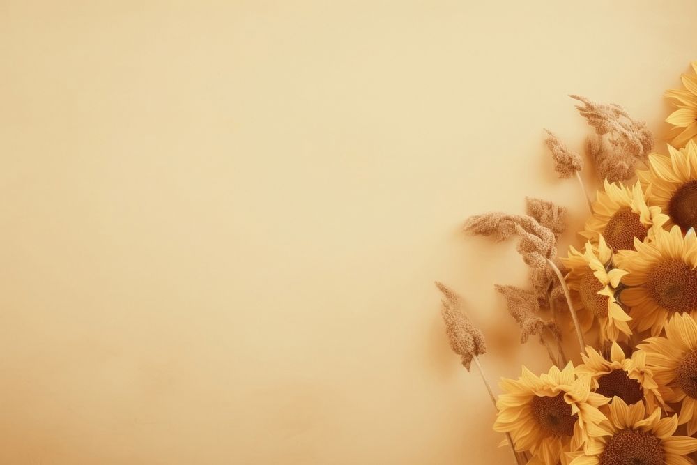 Dried sunflower background backgrounds nature plant.