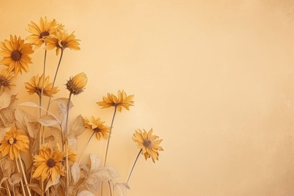 Dried sunflower background backgrounds outdoors plant.