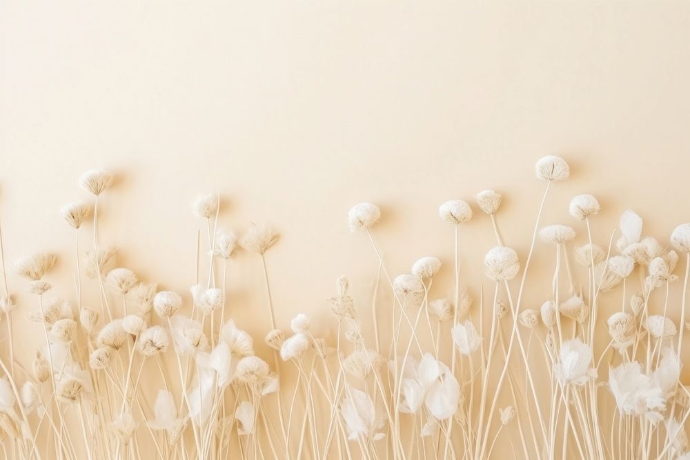 Dried white flower background wall backgrounds plant.