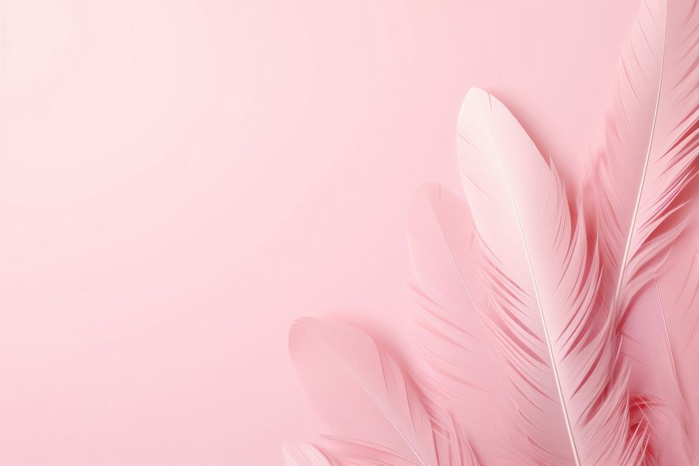 Feather background backgrounds petal plant.