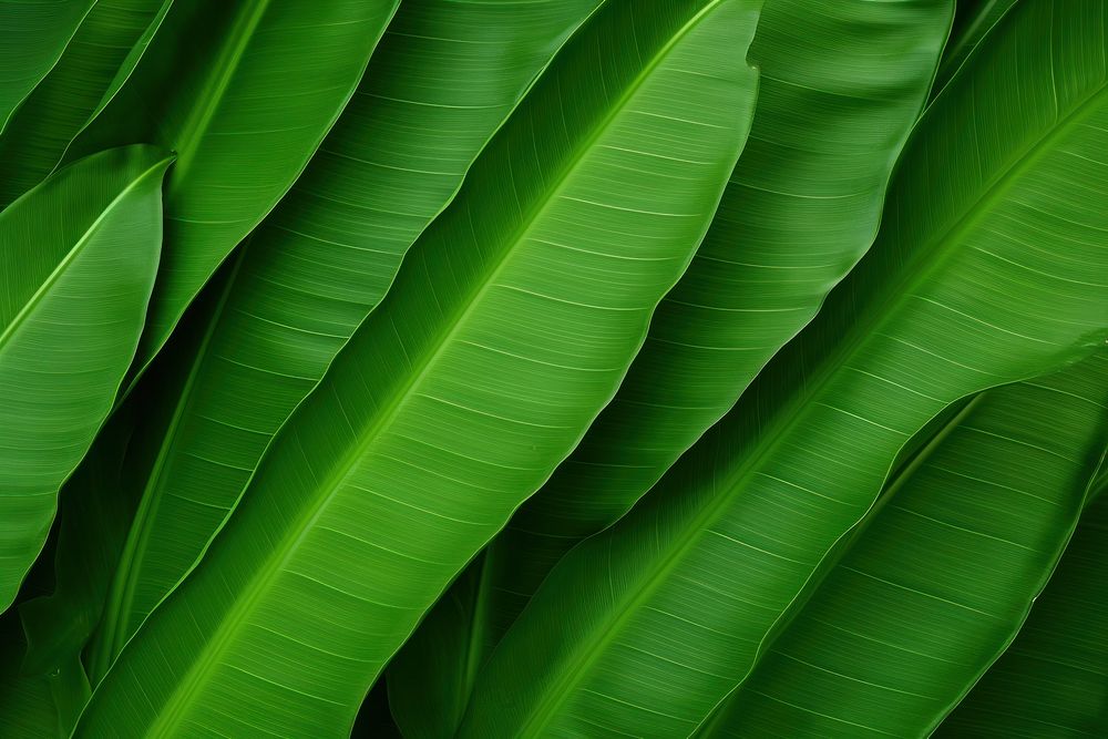 Plant background leaf backgrounds green.