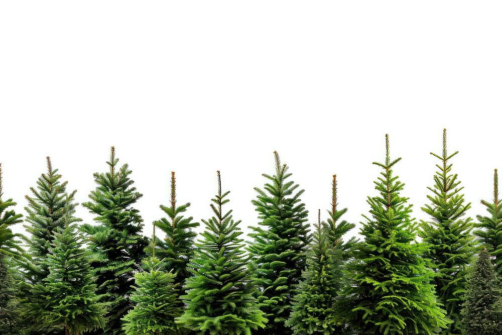 Christmas trees border plant backgrounds nature.