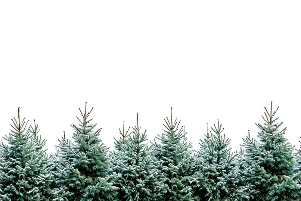 Christmas trees border plant backgrounds spruce.