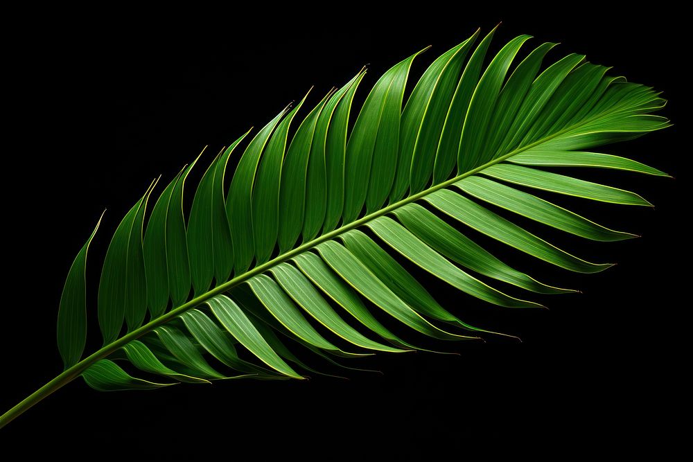 Arecaceae euclidean leaf plant green tree.