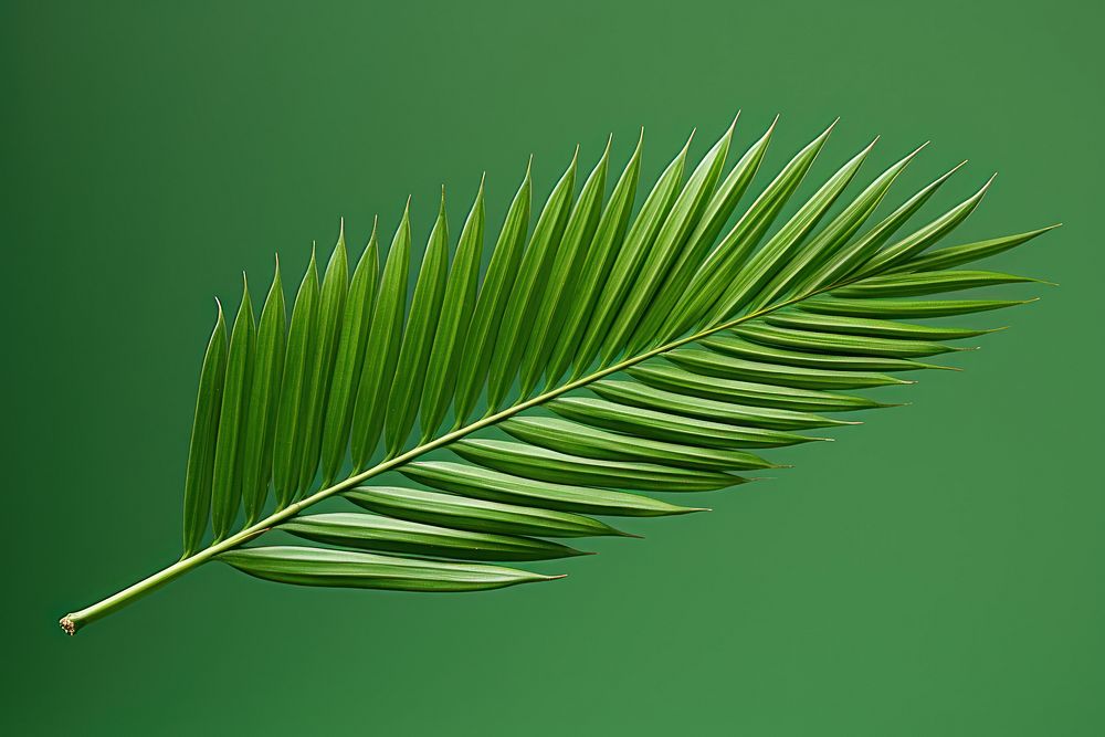 Arecaceae euclidean leaf plant green tree.