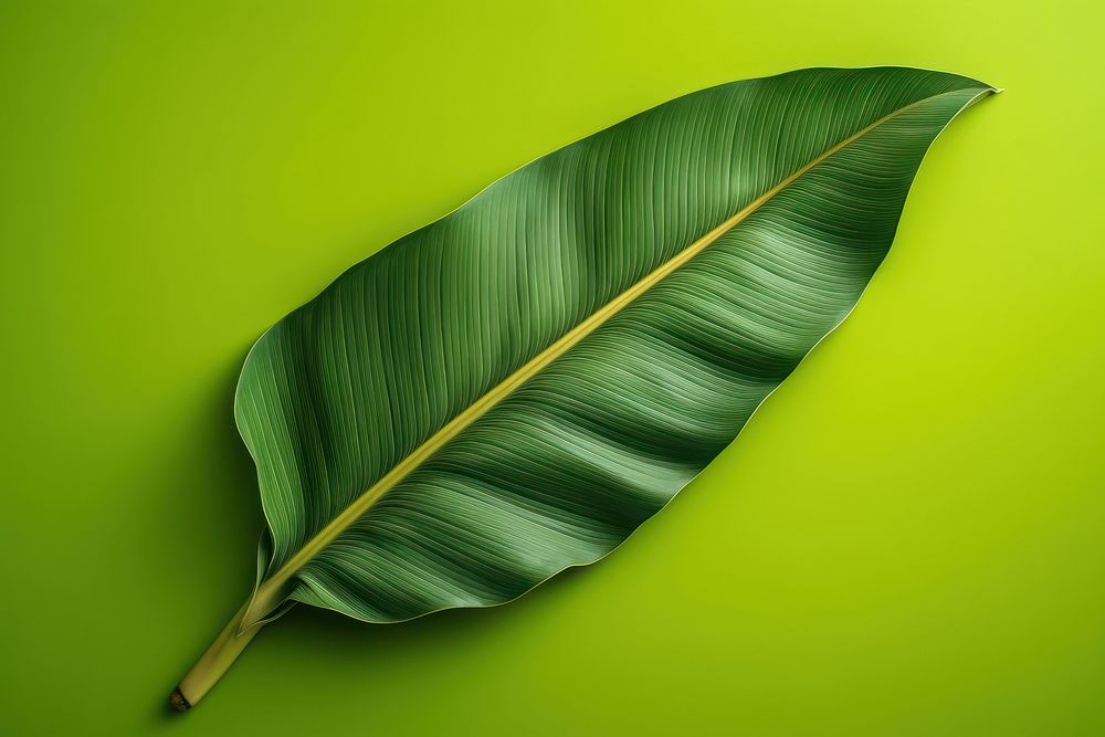 Banana leaf plant green freshness.