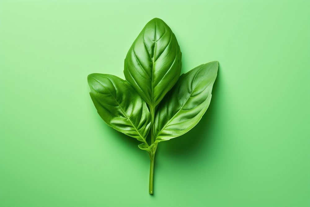 Basil leaf vegetable plant food.