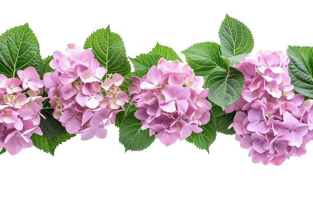 Hydrangea border flower plant blossom.