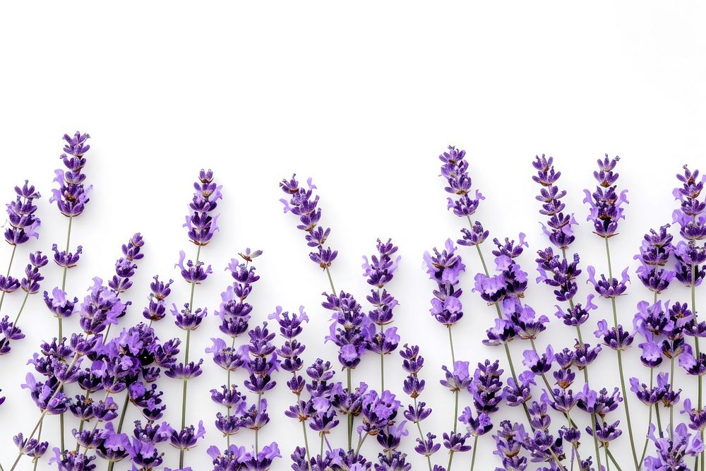 Lavender border flower plant backgrounds.