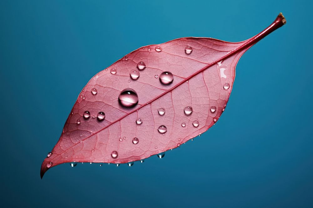 Leaf with water droplets plant petal freshness.