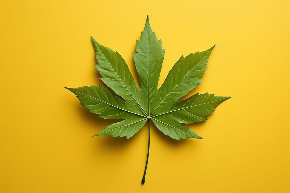 Leaf plant tree cannabis.