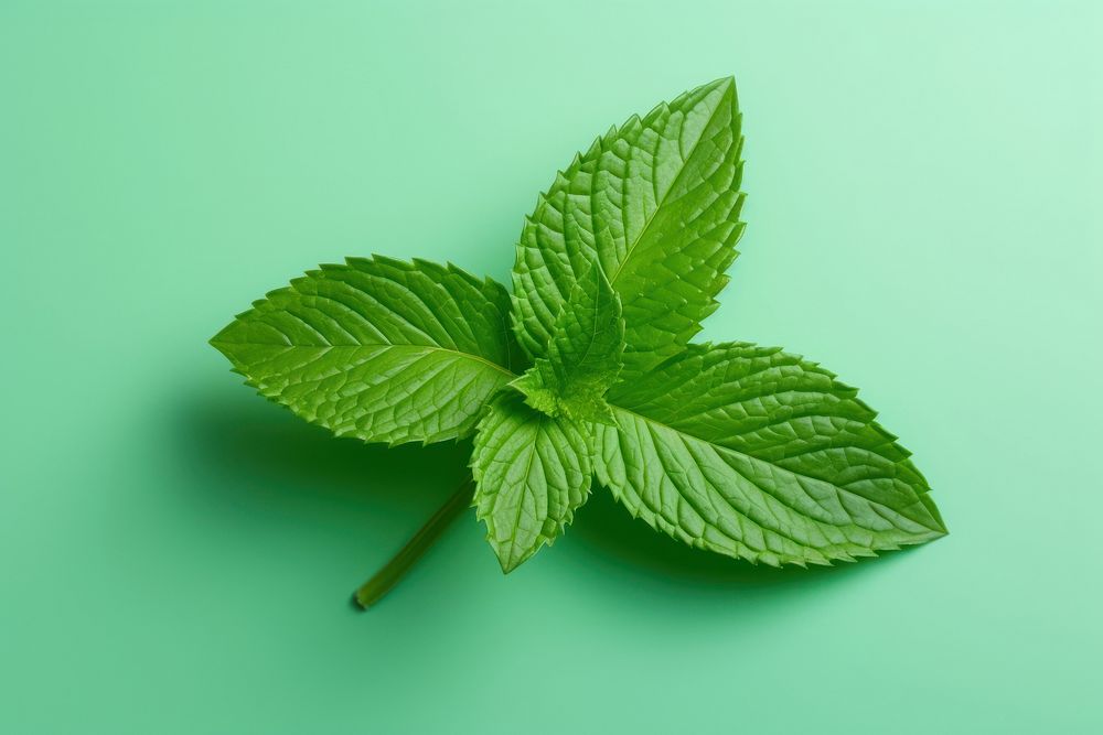Mint leaf plant herbs spearmint.