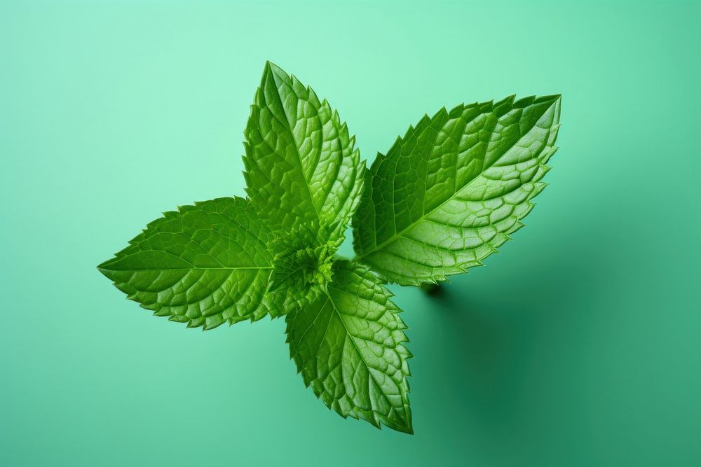 Mint leaf plant herbs spearmint.