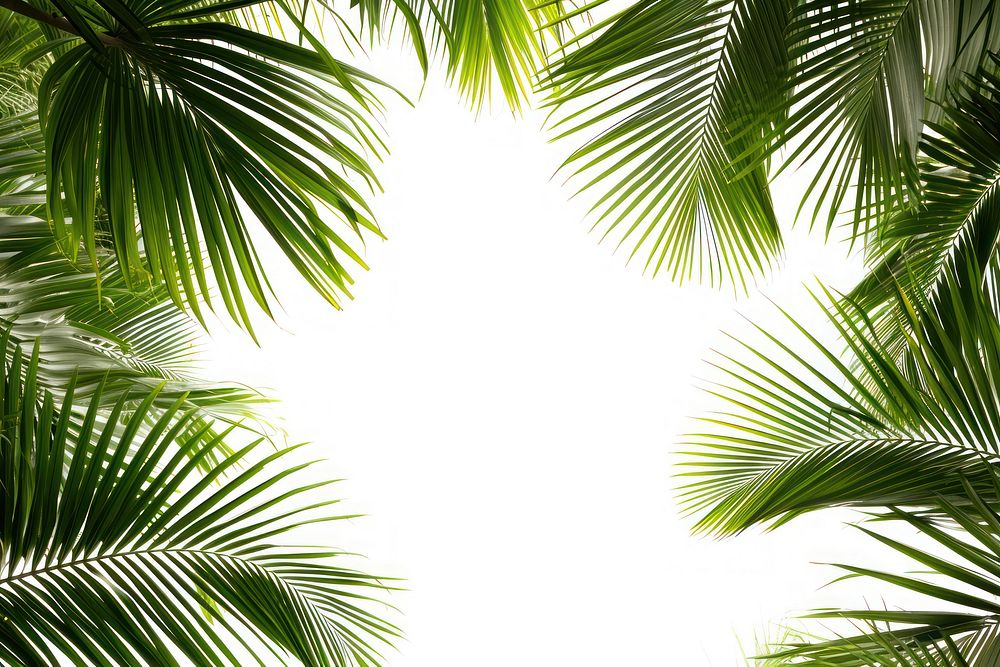 Palm tree border nature plant | Premium Photo - rawpixel