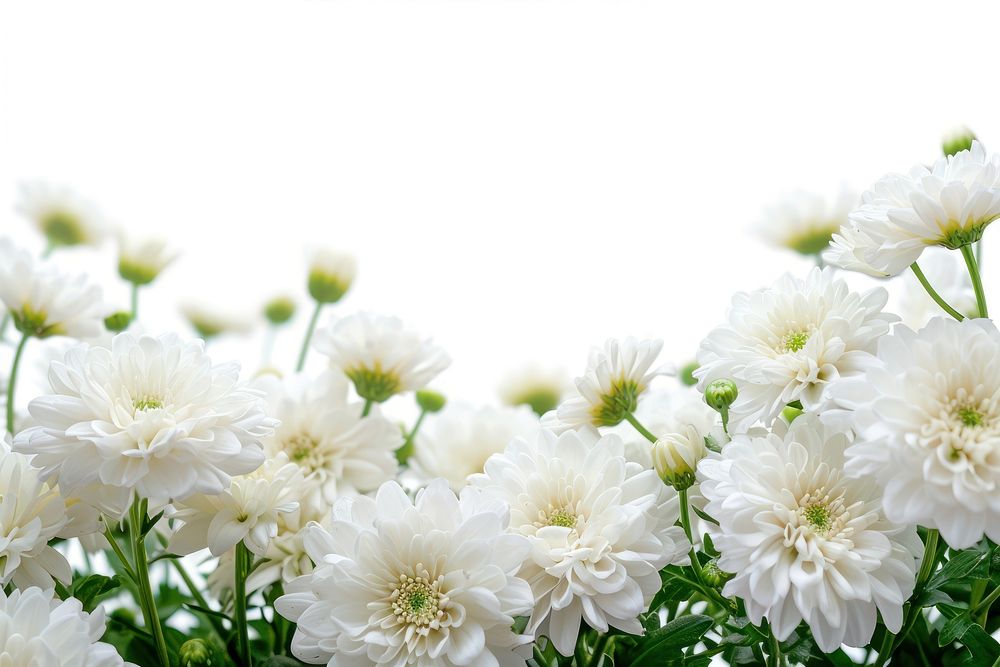 White flowers border plant backgrounds outdoors.