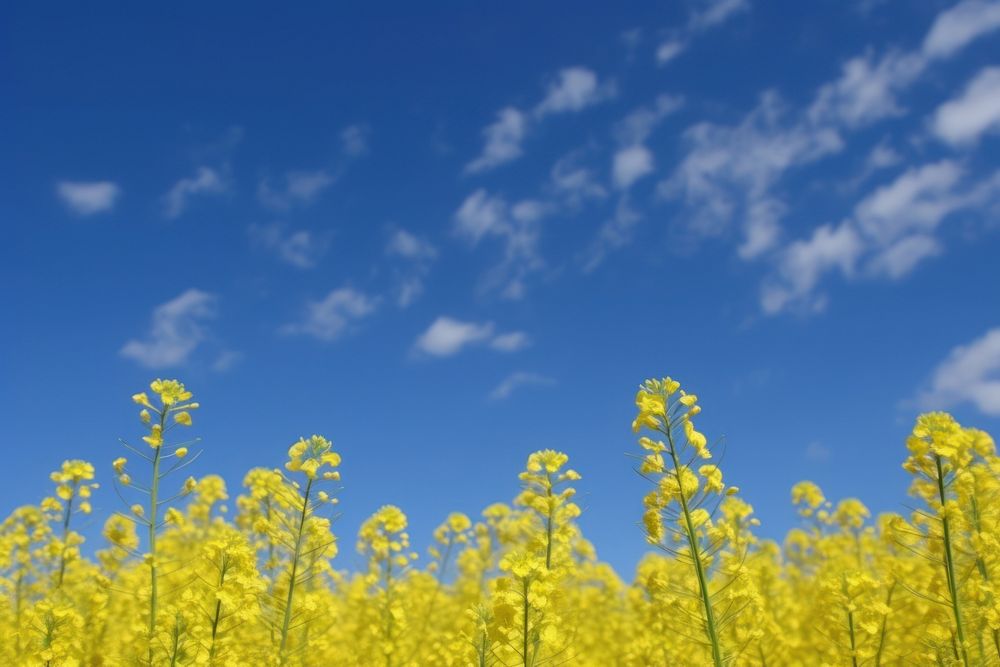 Rapeseed field sky landscape grassland. AI generated Image by rawpixel.