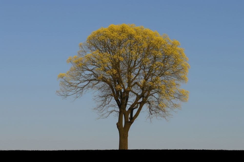 Rapeseed field plant tree blue. AI generated Image by rawpixel.