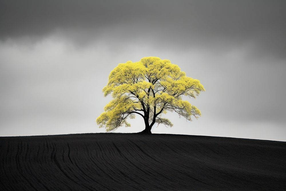 Rapeseed field plant tree sky. AI generated Image by rawpixel.