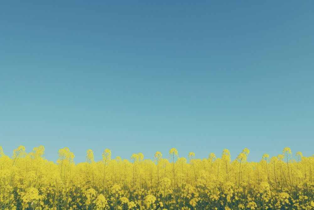 Rapeseed field sky agriculture landscape. AI generated Image by rawpixel.