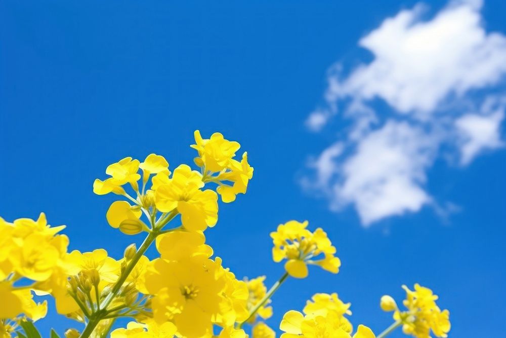 Rapeseed field sky outdoors blossom. AI generated Image by rawpixel.