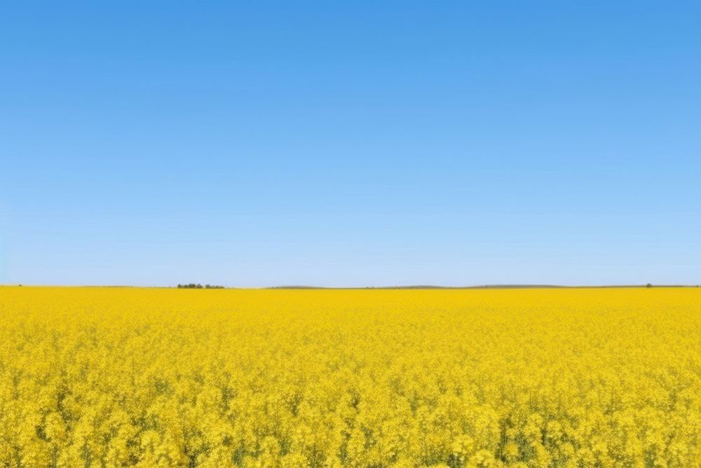 Rapeseed field sky landscape outdoors. AI generated Image by rawpixel.