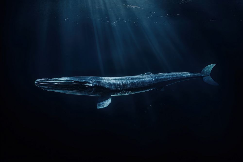 Dark background whale underwater outdoors.