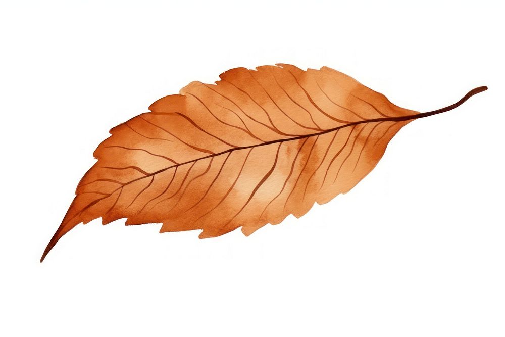 A brown dry tree leaf plant white background nature.