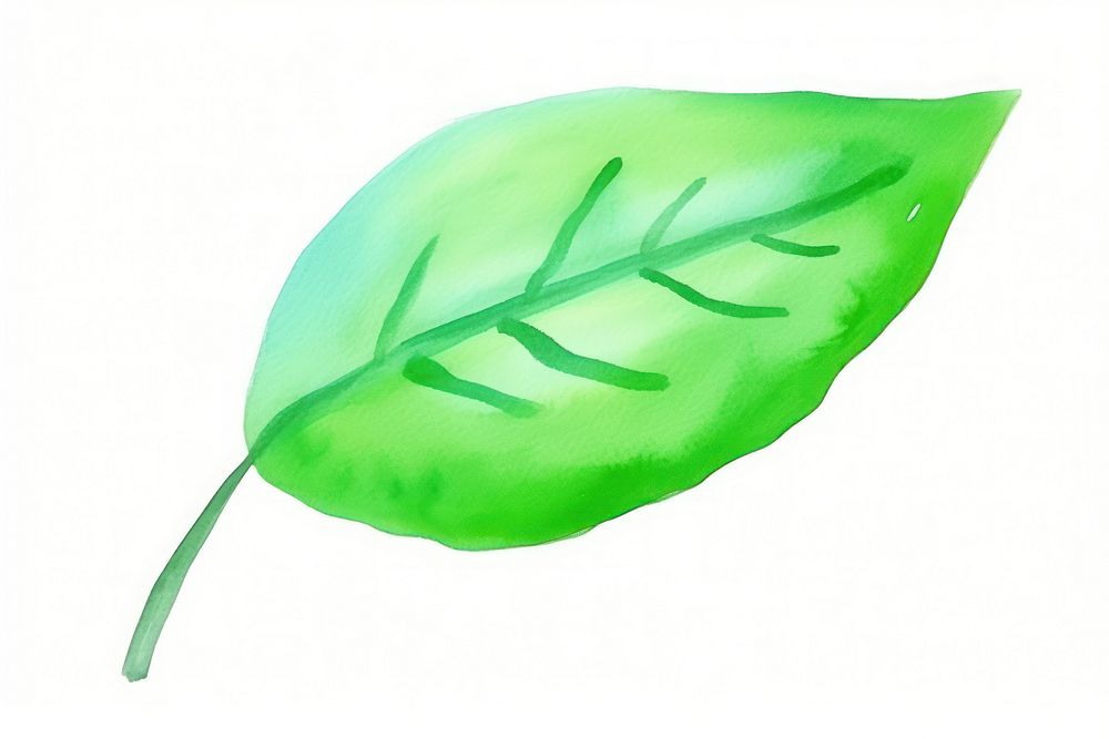A green tree leaf plant white background freshness.