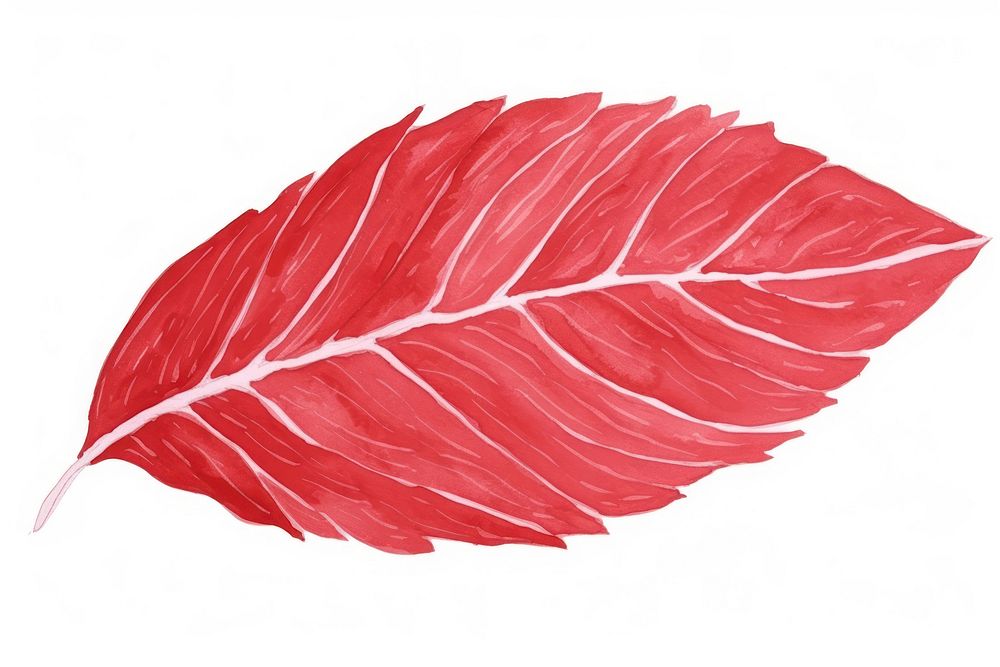 A red tree leaf petal plant white background.