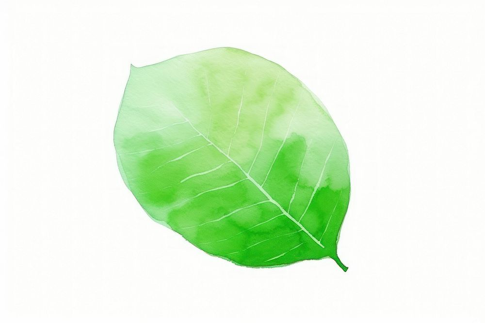 A tree leaf plant white background freshness.