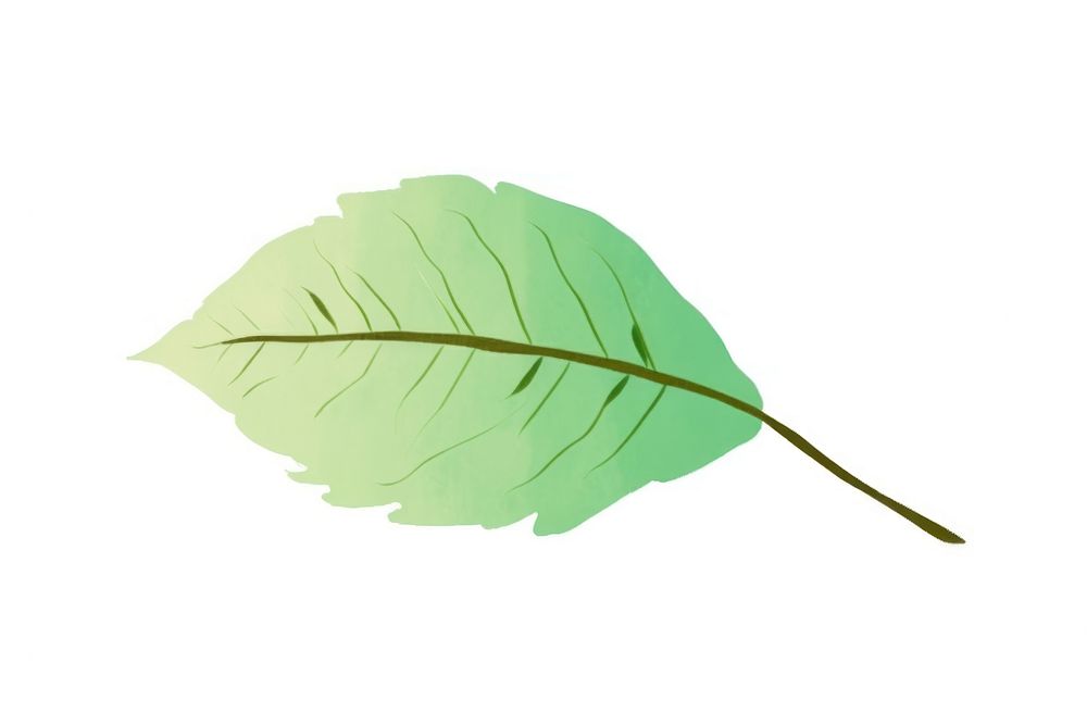 A tree leaf plant white background tobacco.