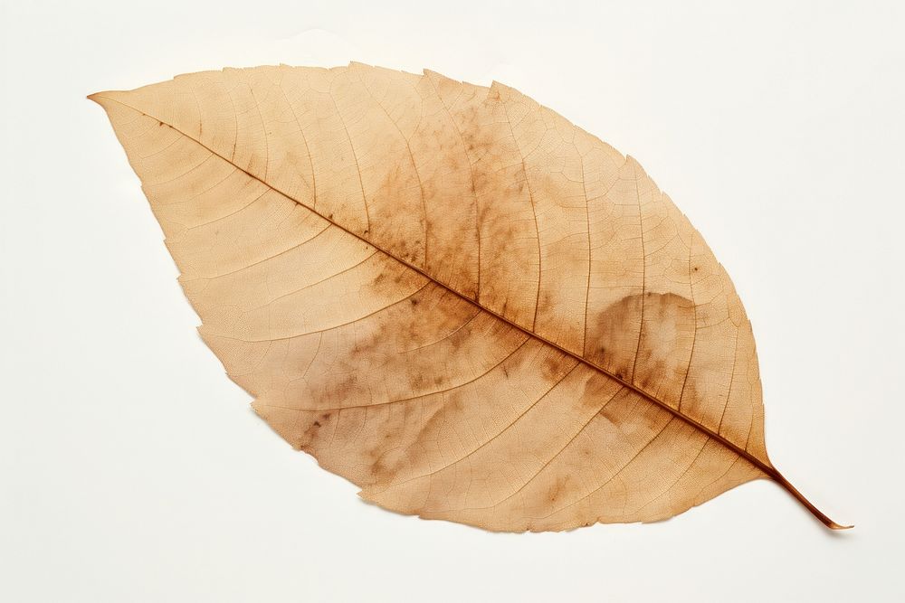 Brown dried tree leaf plant fragility pattern.