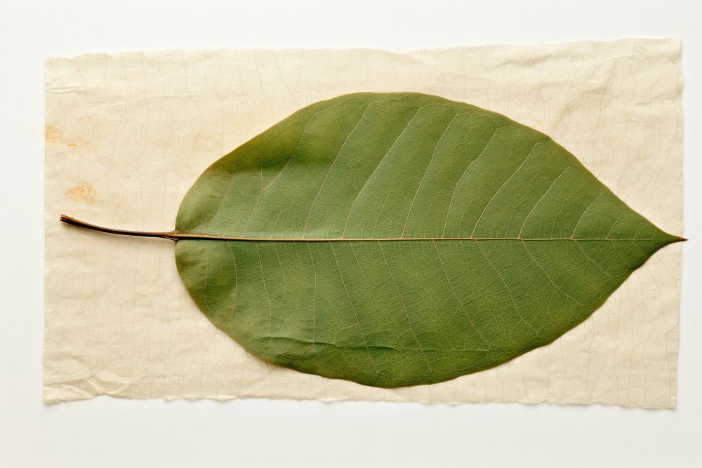 Green tree leaf plant paper pattern.