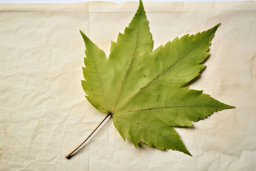 Green tree leaf maple plant paper.