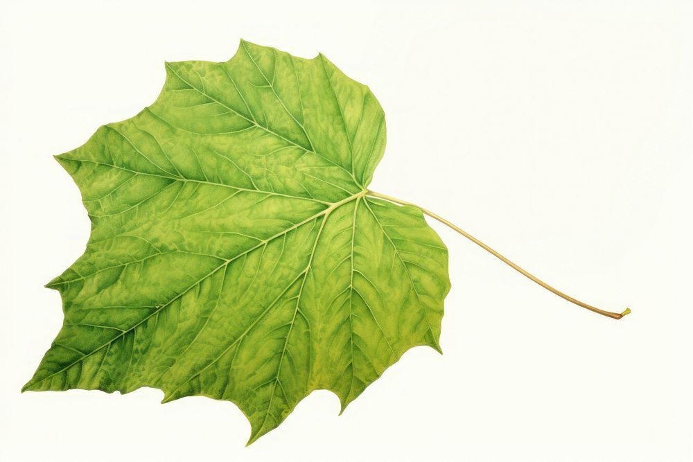 Botanical illustration of a leaf plant tree freshness.