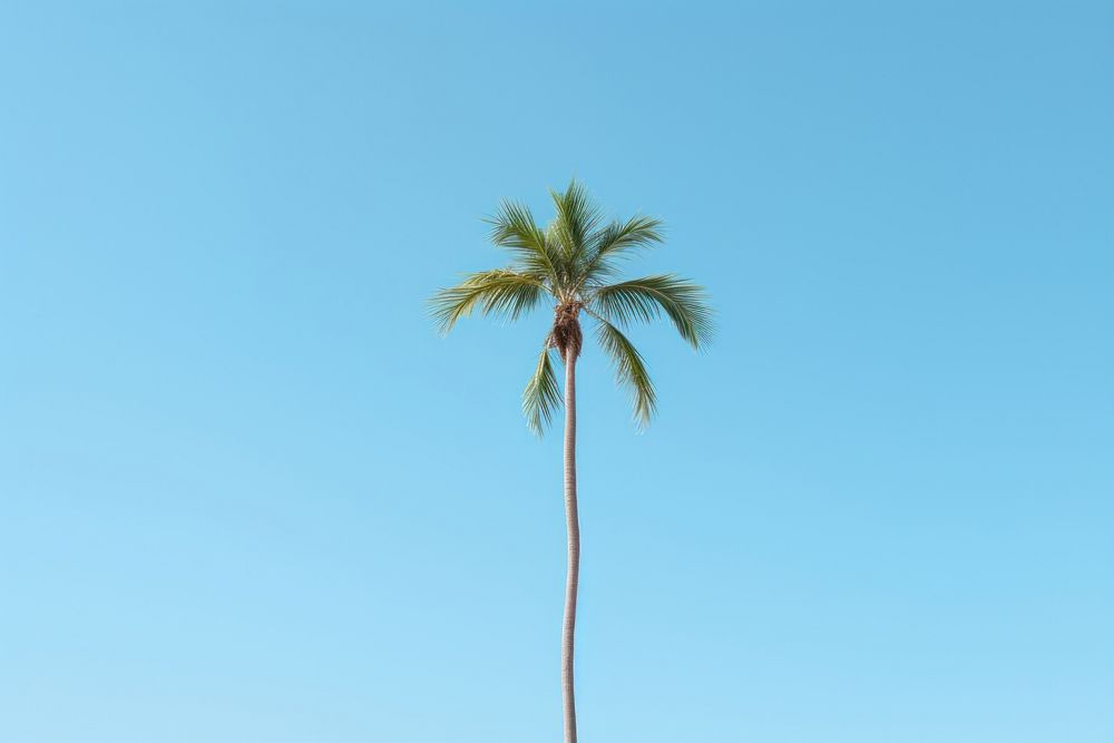 Coconut tree sky outdoors nature.