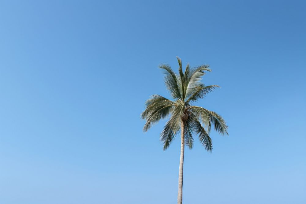 Coconut tree sky outdoors nature.