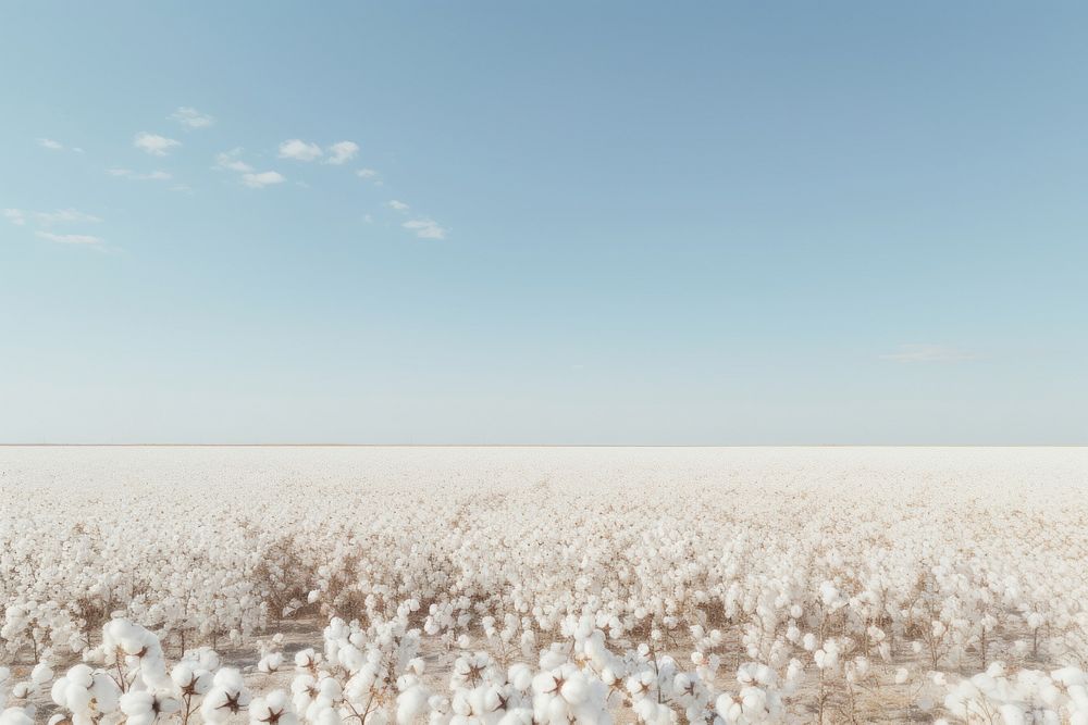 Cotton field sky backgrounds outdoors.