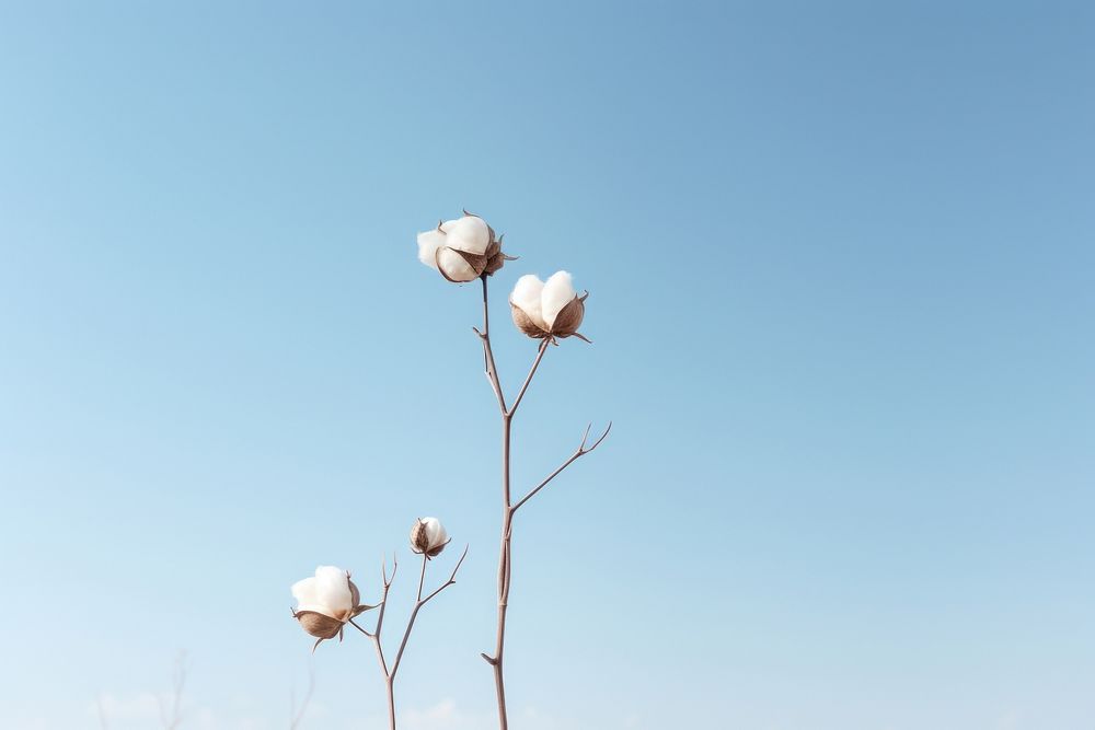 Cotton flower plant sky tranquility.
