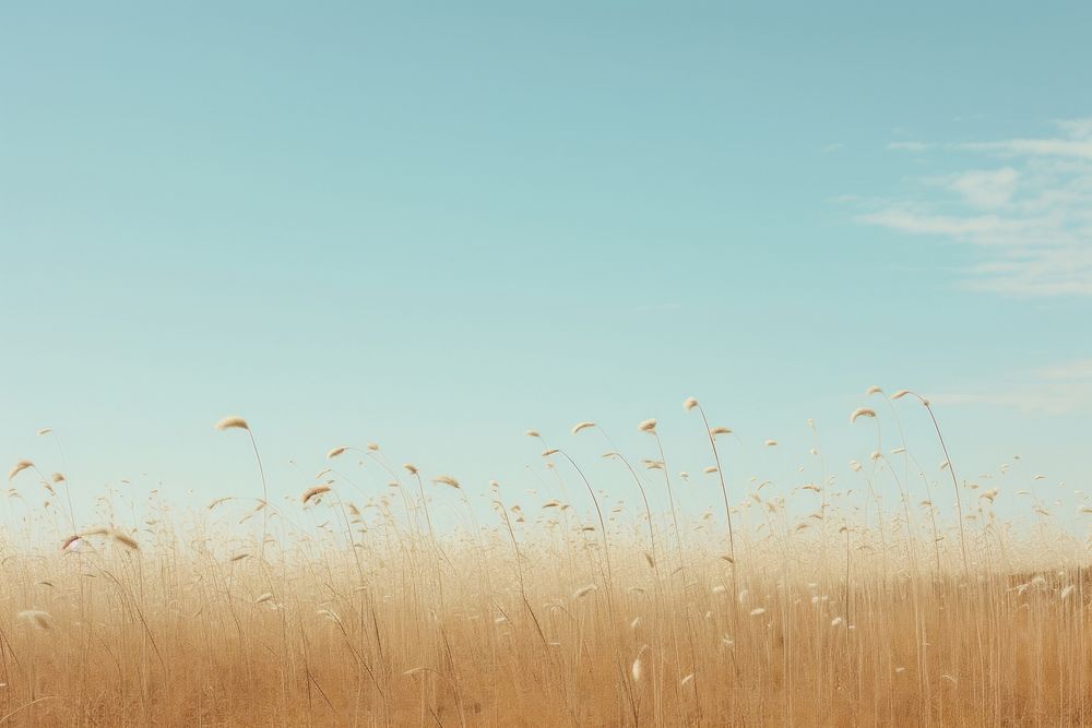 Dried grass flower field sky outdoors horizon.