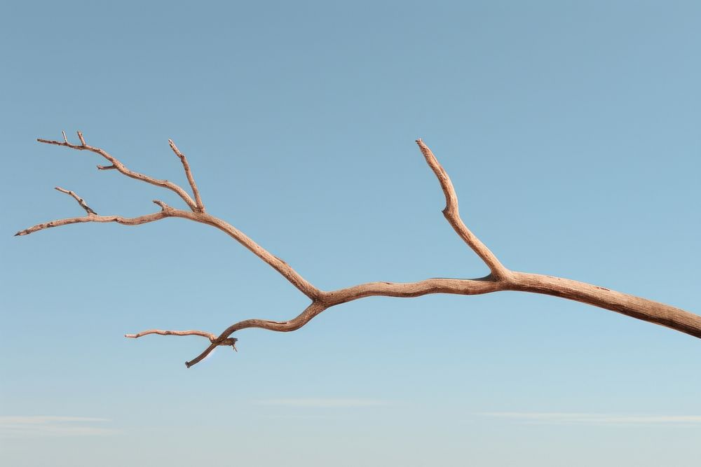 Dried tree twig driftwood plant sky.
